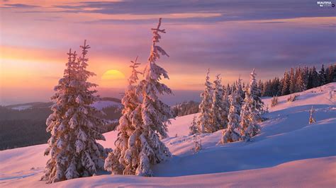 Mountains Winter Snowy Spruces Forest Great Sunsets Beautiful