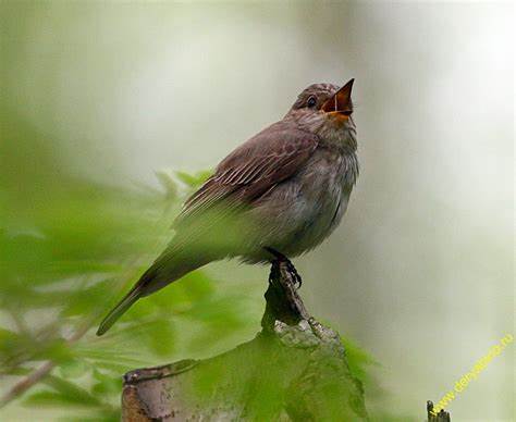 Диета 6 яиц первый