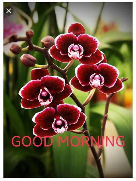 Orchid Good Morning Images Good Morning Motivational Quotes