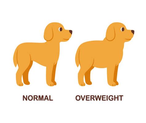 Find drawing ideas and learn to draw dogs, cats, horses, and other cute land animals. Drawing Of Thin To Fat Illustrations, Royalty-Free Vector ...