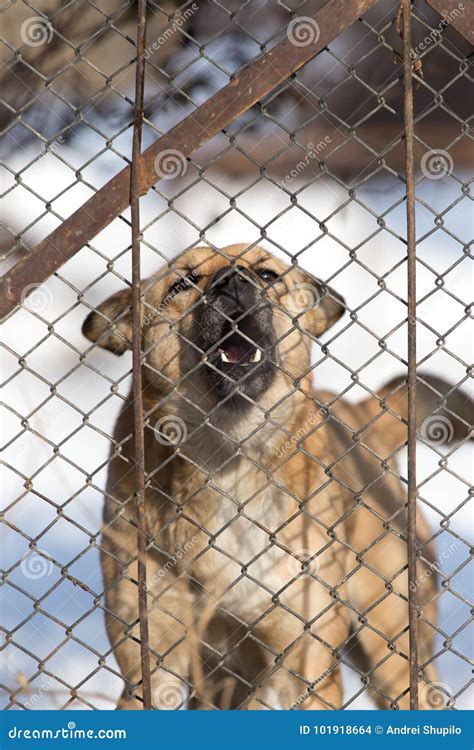 Angry Dog Behind A Fence Stock Photo Image Of Canine 101918664