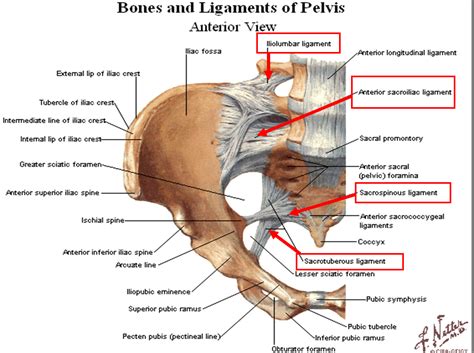 Want to read the whole page? Articular System - StudyBlue
