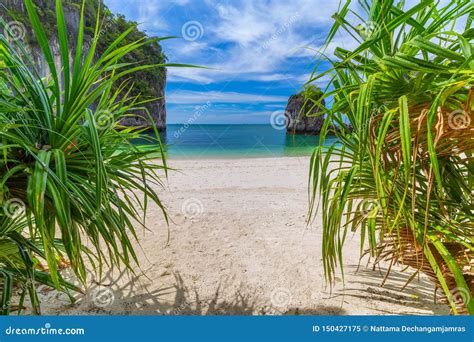 Hong Islandsbeautiful Tropical Sandy Beach And Lush Green Foliage On A