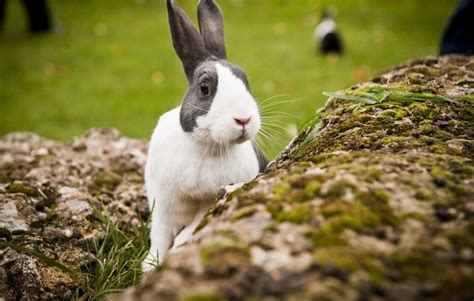 Rabbit Flopsy At The Burford Adoption Centre Rescued By Blue Cross