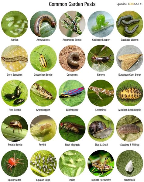 The Top 7 Garden Pests What Worked And Didnt Some Good Information From A Survey That Mother