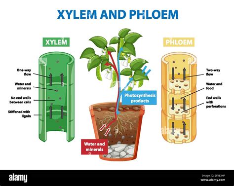 Diagram Showing Xylem And Phloem Of Plant Illustration Stock Vector