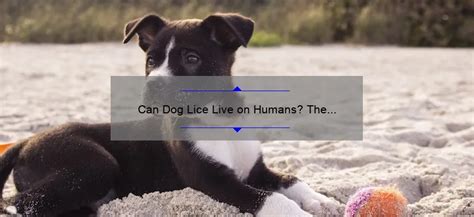 Can Dog Lice Live On Humans The Shocking Truth And How To Protect