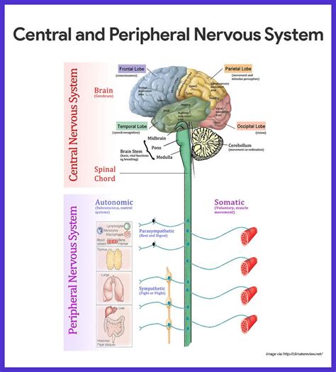Human Central Nervous System Diagram Female Human Body Diagram Of