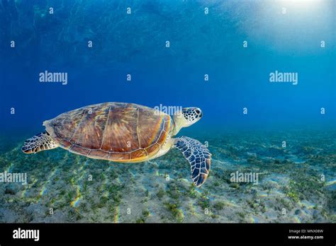 Green Sea Turtle Chelonia Mydas Endangered Species Wadi Gimal Marsa