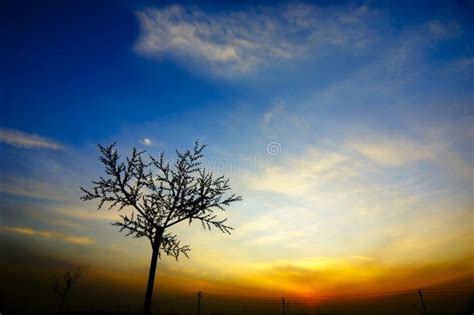 Sunset Tree Silhouette Stock Photo Image Of Scenic Beauty 3997762