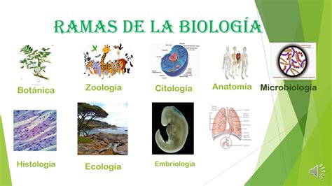 Fontos Igazságtalan Leves Las 5 Ramas De La Biologia Festék Posta Földrajz