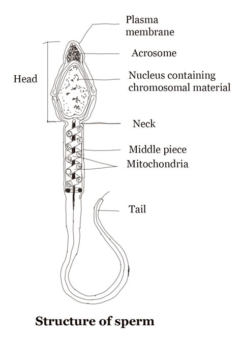 Check spelling or type a new query. Biology Microscope Diagram Gcse - Micropedia