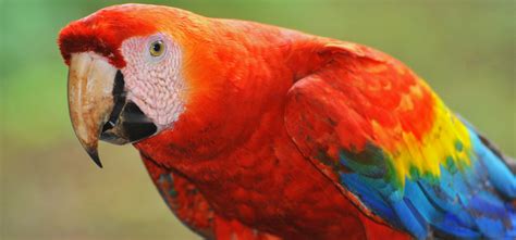 Macaw Parrot Bird Tropical 65 Wallpapers Hd Desktop And Mobile