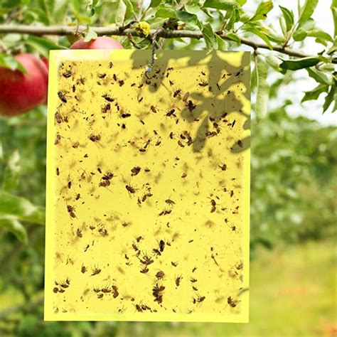 E Know Fruit Fly Traps 40 Pack Double Sided Yellow Sticky Traps