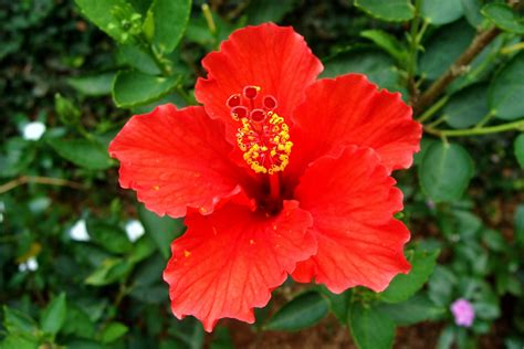 Free Images Flower Petal Red Botany Flora Shrub India Malvales