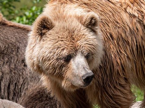 Brown Bear Close Up Stock Image Image Of Mammal Alaska 220058533
