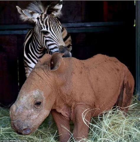 صداقة من نوع مختلف وحيد القرن والحمار الوحشي أفضل رفقاء بعد العثور عليهم أيتامًا