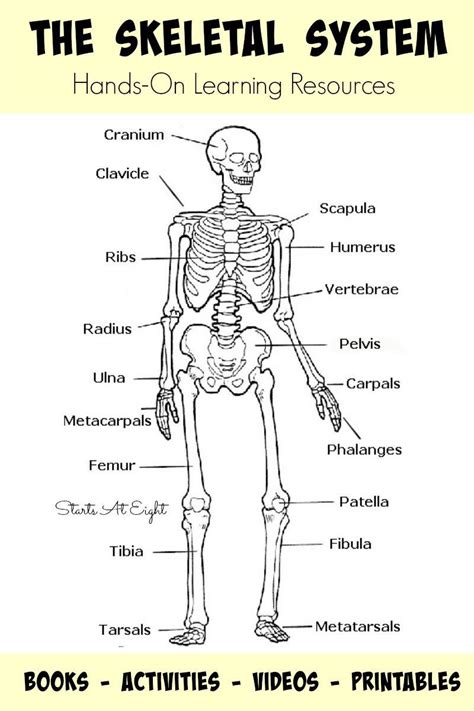 Free Printable Skeletal System Worksheets