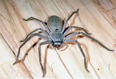 Huntsman Spider Vs Wolf Spider Difference And Similarities