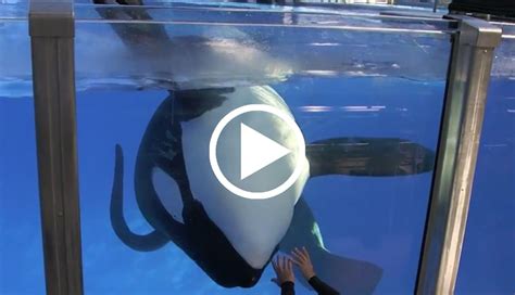 Seaworlds Star Orca Is Sick After Decades In A Tank Sea World Orca