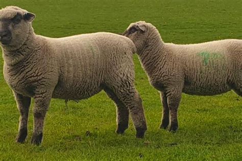 15 Suffolk Dorset Horn And Poll Dorset Cross Breeding Ewes Lambs