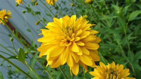 Цветы золотой шар: посадка, уход и выращивание (+фото цветов)
