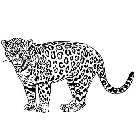 Coloriage Jaguar En Ligne Gratuit à Imprimer