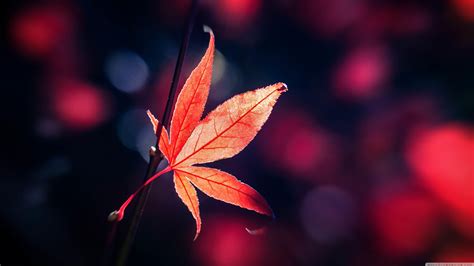 Leaf 4k Wallpapers Top Free Leaf 4k Backgrounds Wallpaperaccess