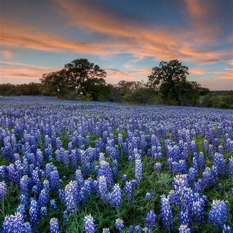 Texas Bluebonnets In The Hill Country 1 Pretty Landscapes Landscape