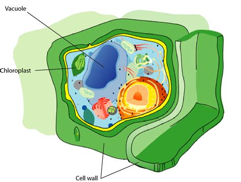The function of peroxisomes is to help chloroplasts during photorespiration and as an equal breaker of. Plant Cell Chloroplast