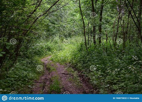 Forest Path Forest Road There Are Trees Shady The Fresh Greenery Of