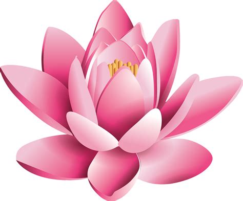 Beautyful Lotus Flower Png Vector Images And Photos Ping Files