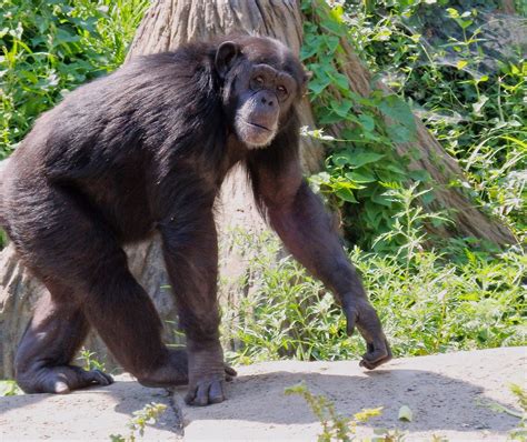 Chimpanzee St Louis Zoo Olympus Digital Camera Summer P Flickr
