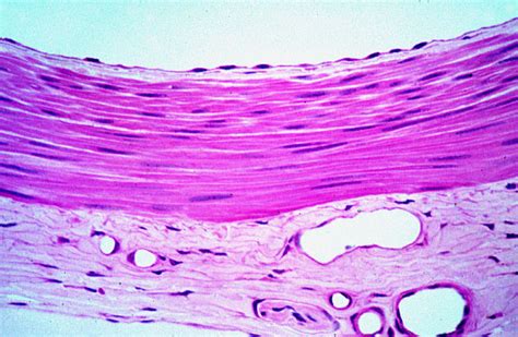Hls Epithelial Tissue Surface Specializations And Glands