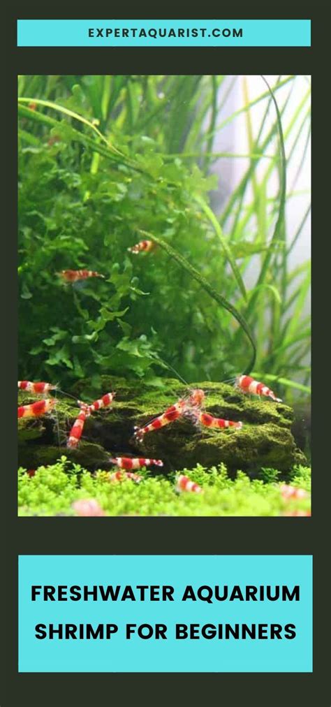 Best Freshwater Aquarium Shrimp For Beginners Artofit