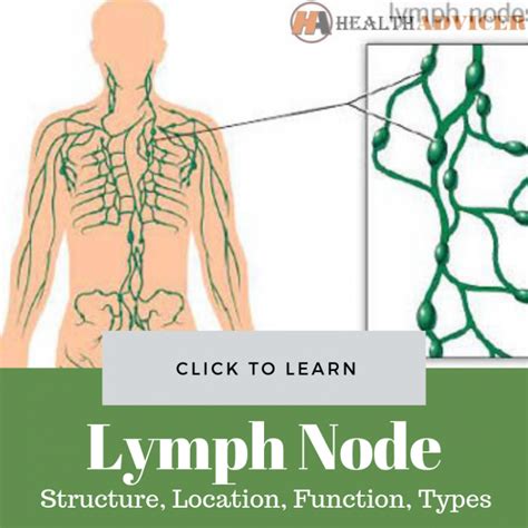 Lymph Node Structure Location Function Types And Diseases