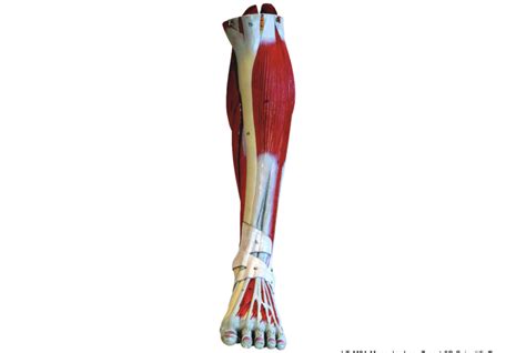 Aandp Lab Practical 2 Gross Anatomy Of Muscles Lower Limb Pt3 Diagram