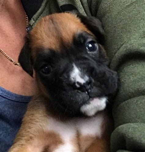 Available boxer puppies for sale. Boxer Puppies For Sale | Colorado Springs, CO #278573