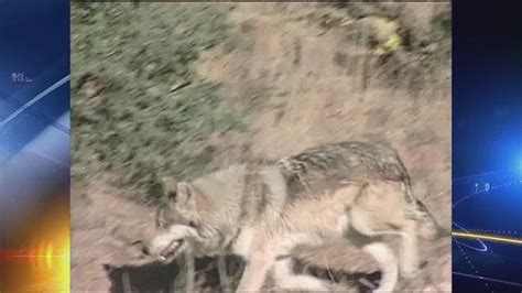 2nd Mexican Gray Wolf Found Dead Youtube