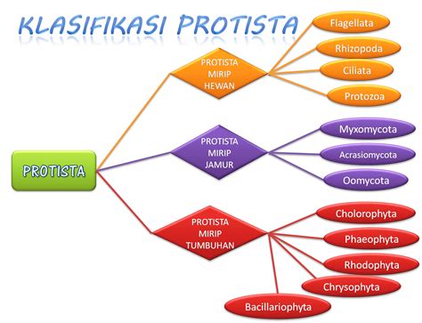 Example Clasificacion Del Reino Protista Mapa Conceptual Png Mantica