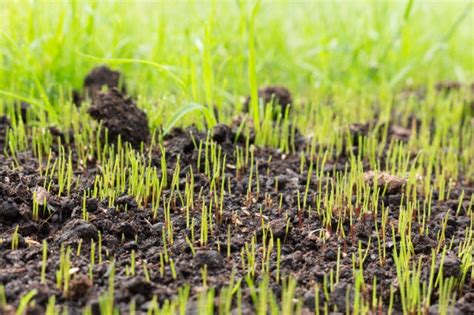 When To Plant Grass Seed In Spring For Best Results Lawn Chick