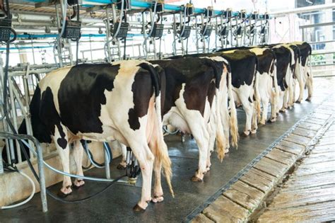 Higher Dairy Returns Now At Risk Reveals New Report Farminguk News