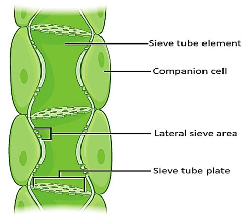 Draw A Neat Labeled Diagram Of Phloem