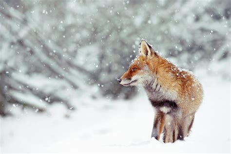 Snow Fox Series Red Fox In A Fairytale Forest Photograph