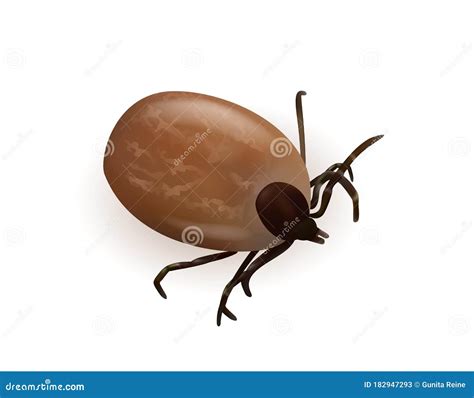 Tick Stock Vector Illustration Of Infectious Health 182947293