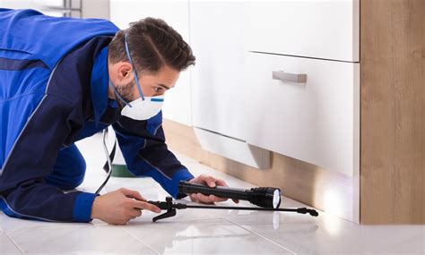 Best Pest Control Services In Doncaster Industry Top 5