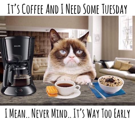 Big Cat Coffee Memes