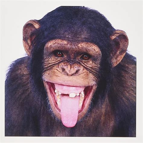 3drose Laughing Monkey Greeting Cards 6 X 6 Inches Set