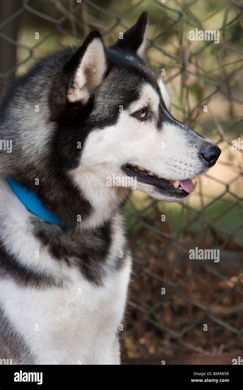 A Siberian Husky Dog At A Dog Show In Bangalore India Stock Photo Alamy