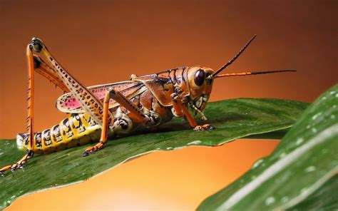They have somewhat flattened bodies and long antennae. Cricket Insect Quotes. QuotesGram